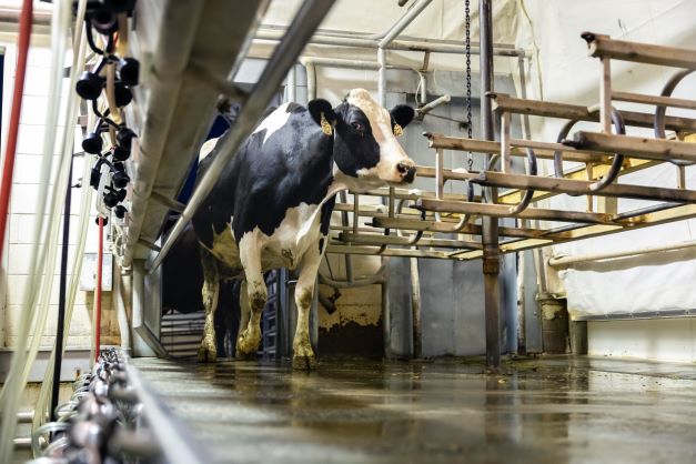cow entering sustainable milking facility