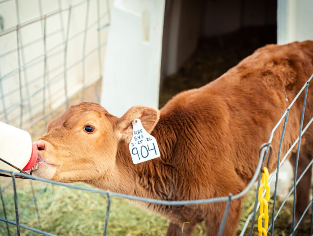 Calf drinking from bottle