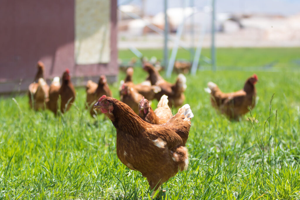 chickens in front of barn on Redmond farm